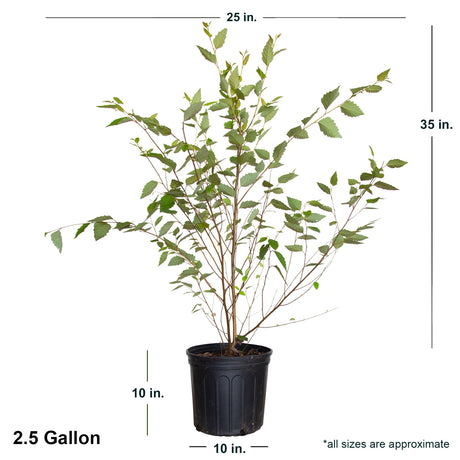 2.4 Gallon River Birch Tree in Black Container with Size dimensions