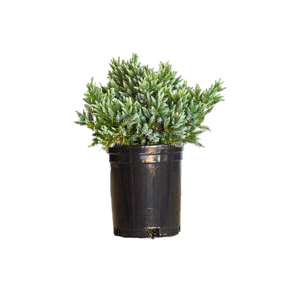 2.5 Quart Blue Star Juniper for sale with bluish green foliage and mounded groundcover growing habit. Planted in a black nursery pot on a white background