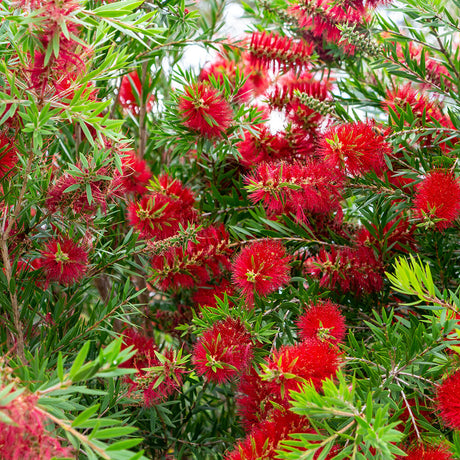 Red blooms on bottlebrush bush Scarlet Compacta