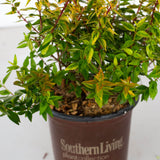 abelia kaleidoscope shrub for sale online southern living plant collection