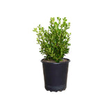 2.5 Quart Japanese Boxwood Plant for sale with dense evergreen foliage in a black nursery pot on a white background