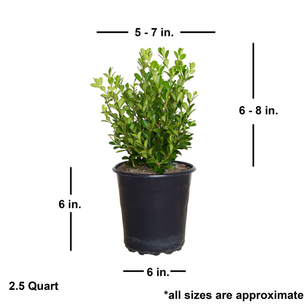 2.5 Quart Japanese Boxwood for sale with shipped plant dimensions. Ships at approx 6-8 inches tall by 5-7 inches wide