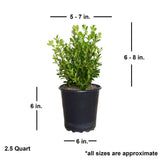 2.5 Quart Japanese Boxwood for sale with shipped plant dimensions. Ships at approx 6-8 inches tall by 5-7 inches wide