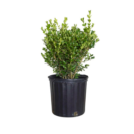2.5 Gallon Japanese Boxwood for sale with dense evergreen foliage planted in a black nursery pot on a white background