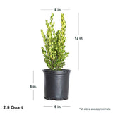 2.5 Quart wintergreen dimensions. This boxwood shrub is about 6" wide and 12" tall when shipped.