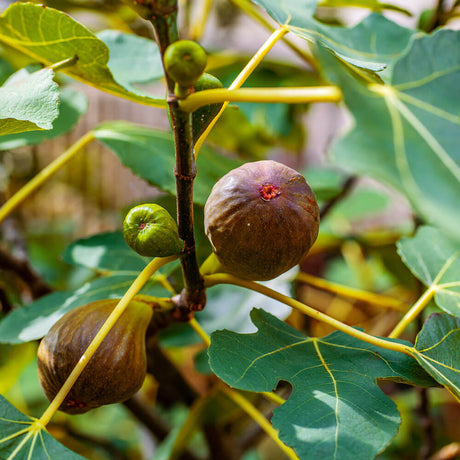 Brown turkey fig plant with green foliage and brown colored fruit. Figs add a delicious edible treat to your garden