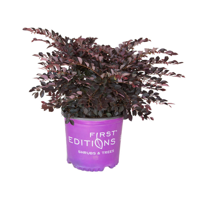 Crimson Fire Loropetalum in a purple first editions container on a white background