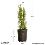 2.4 Quart Italian Cypress in black container showing dimensions.