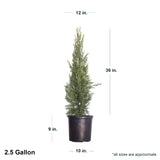 2.4 Gallon Italian Cypress in black container showing dimensions.