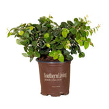 1 Gallon Emerald Snow Loropetalum with bright green foliage and white flowers in a brown southern living plant collection container on a white background