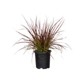 2.5 Quart Fireworks Pennisetum with green and purple foliage in a black nursery pot on a white background