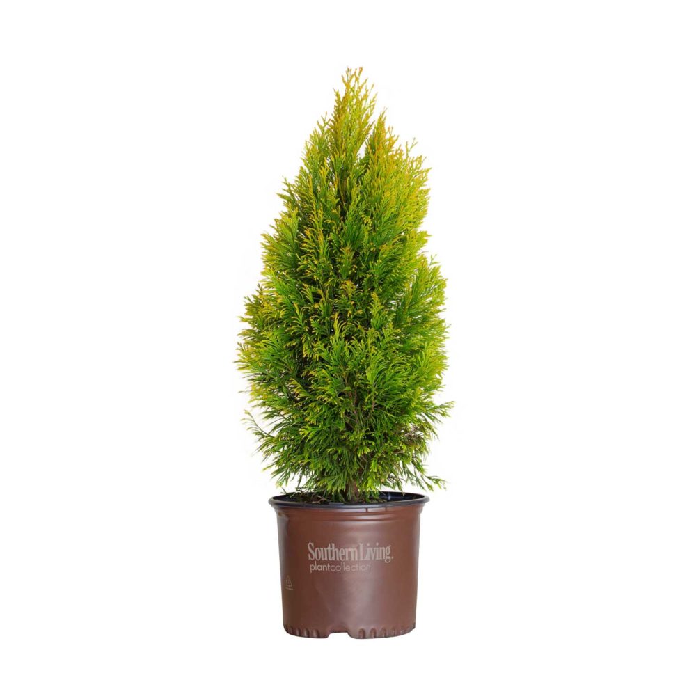 gold arborvitae southern living plant collection brown pot