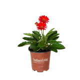 2.5 Quart Garden Jewels Red Gerbera Daisy plant for sale with 2 bright red flowers sitting above glossy green foliage planted in a brown Southern Living Plant Collection nursery pot on a white background