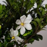 Hardy daisy gardenia white flower with yellow center surrounded by evergreen foliage