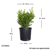 2.5 Gallon Japanese Boxwood for sale with shipped dimensions. Ships at approx 10-12 inches tall by 10-12 inches wide