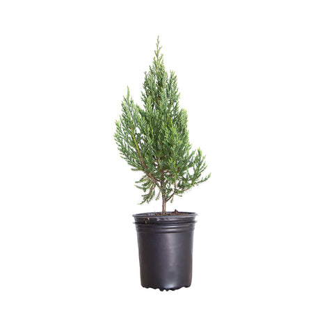 blue point juniper tree in a black pot on a white background