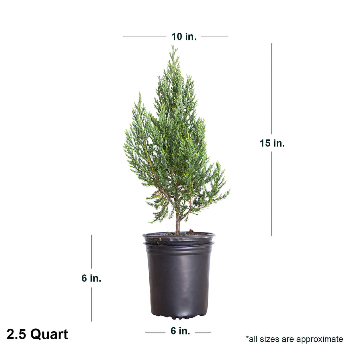 2.5 Qt. Blue Point Juniper Tree in pot with dimensions. Tree measures 15" when shipped
