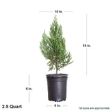 2.5 Qt. Blue Point Juniper Tree in pot with dimensions. Tree measures 15" when shipped