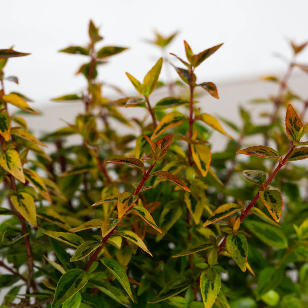 heat tolerant vibrant abelia shrub for sale online