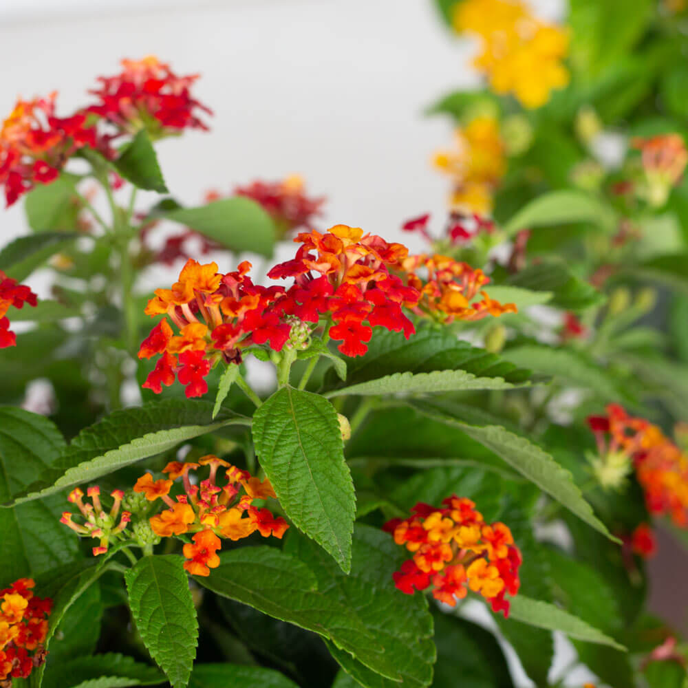 Red and orange flowers and green foliage on the Red Little Lucky Lantana from Southern Living Plants