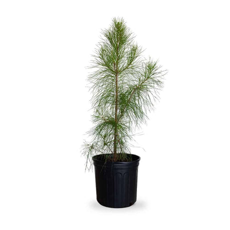 2.5 Gallon Loblolly Pine Tree for sale with tall upright habit and lots of green pine needles. Planted in a black nursery pot on a white background