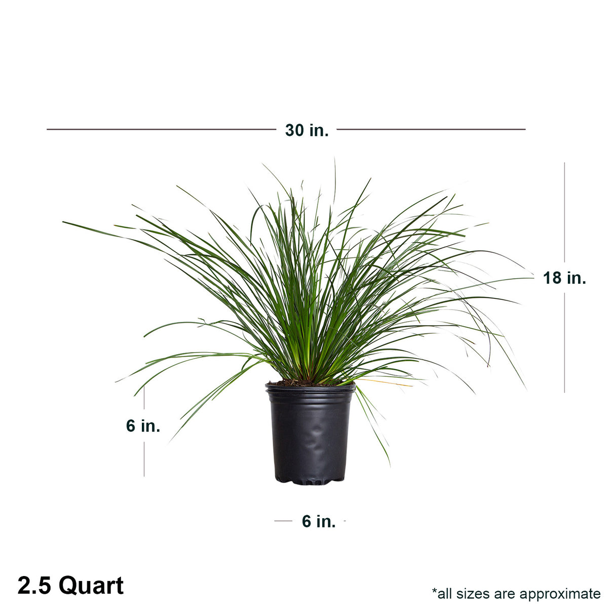 2.5 Quart Breeze lomandra long strap like foliage in a black pot with average shipped dimensions. Ships approx 18 inches tall by 25-30 inches wide