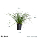 2.5 Quart Breeze lomandra long strap like foliage in a black pot with average shipped dimensions. Ships approx 18 inches tall by 25-30 inches wide