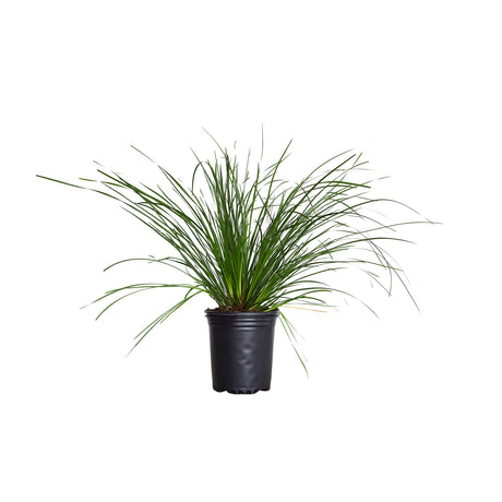 2.5 Quart Lomandra Breeze Grass for sale with long strappy green foliage in a black nursery pot on a white background