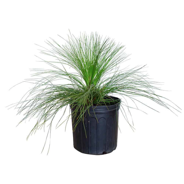 2.5 Gallon Long Leaf Pine Tree for sale in the grass stage, with lots of green pine needles planted in a black nursery pot on a white background