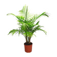 2 Gallon Majesty Palm Tree for sale with several green palm fronds in a brown nursery pot on a white background
