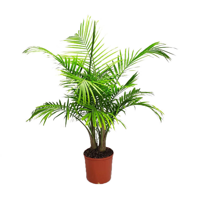2 Gallon Majesty Palm Tree for sale with several green palm fronds in a brown nursery pot on a white background