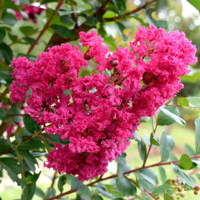 Pink flower on Miami Crepe Myrtle tree for sale