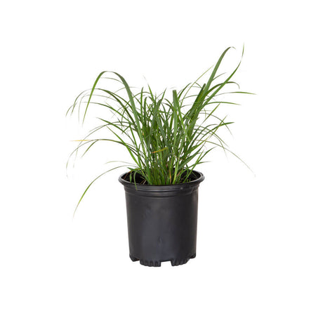 2.5 Quart My Fair Maiden Grass for sale with strappy green foliage in a black nursery pot on a white background