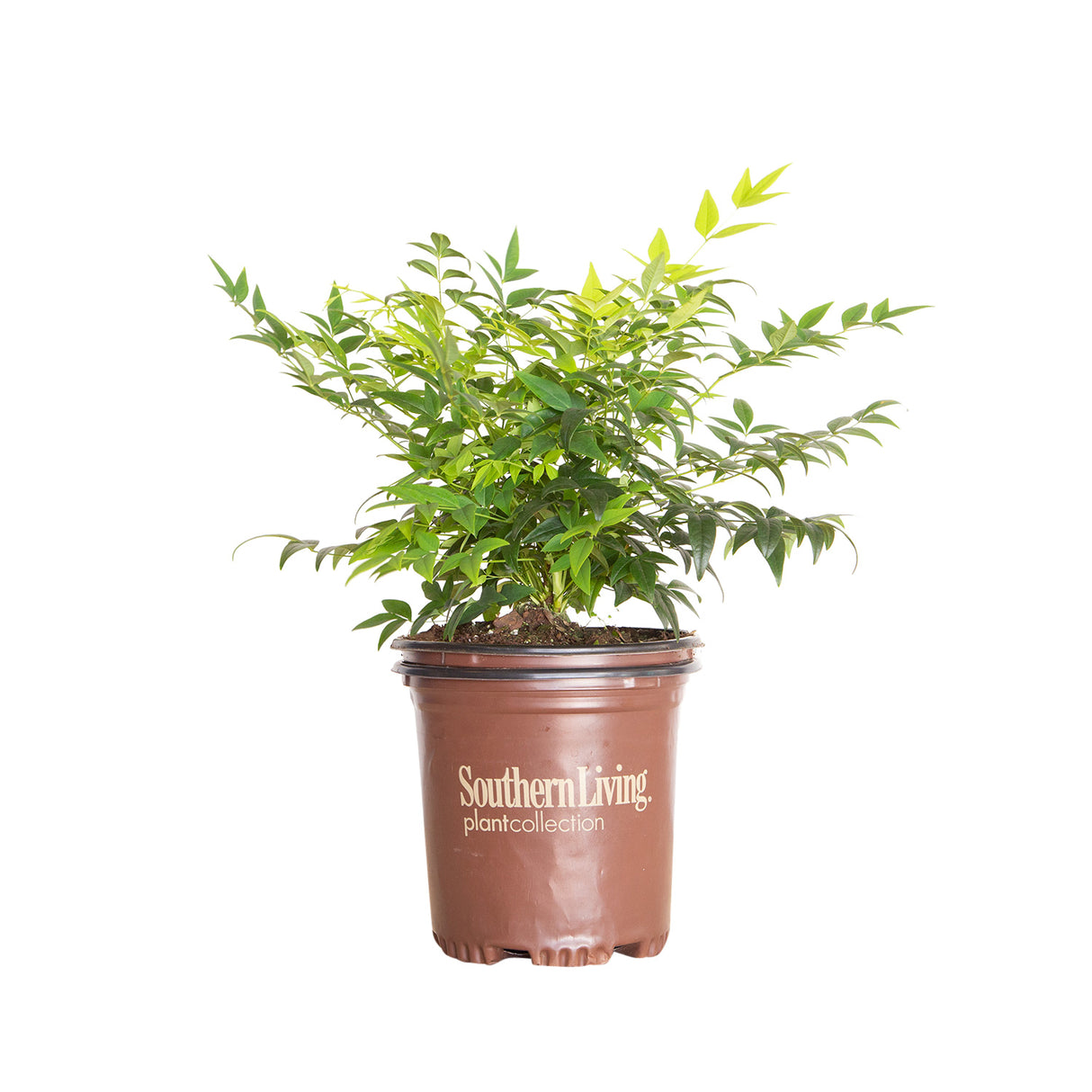 1 Gallon Lemon Lime Nandina with green foliage in a brown Southern Living Plant Collection pot on a white background