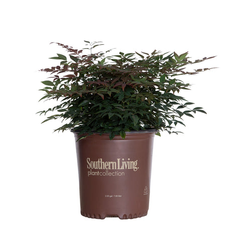 2 Gallon Obsession Nandina for sale in a brown southern living plants pot