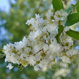 Natchez Crepe Myrtle Tree White Flower