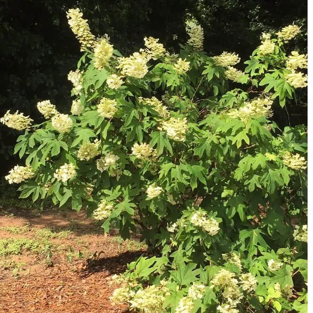 oakleaf hydrangea for sale online free delivery full sun shrub hardy usda 5 9