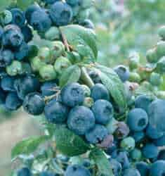 Climax Blueberry fruit