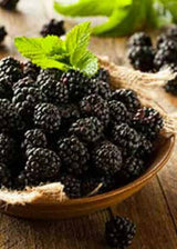 Navaho Thornless Blackberry-berries