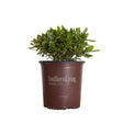 2 Gallon Mojo Pittosporum for sale featuring glossy green foliage with cream colored fringes in a brown Southern Living Plant Collection pot on a white background