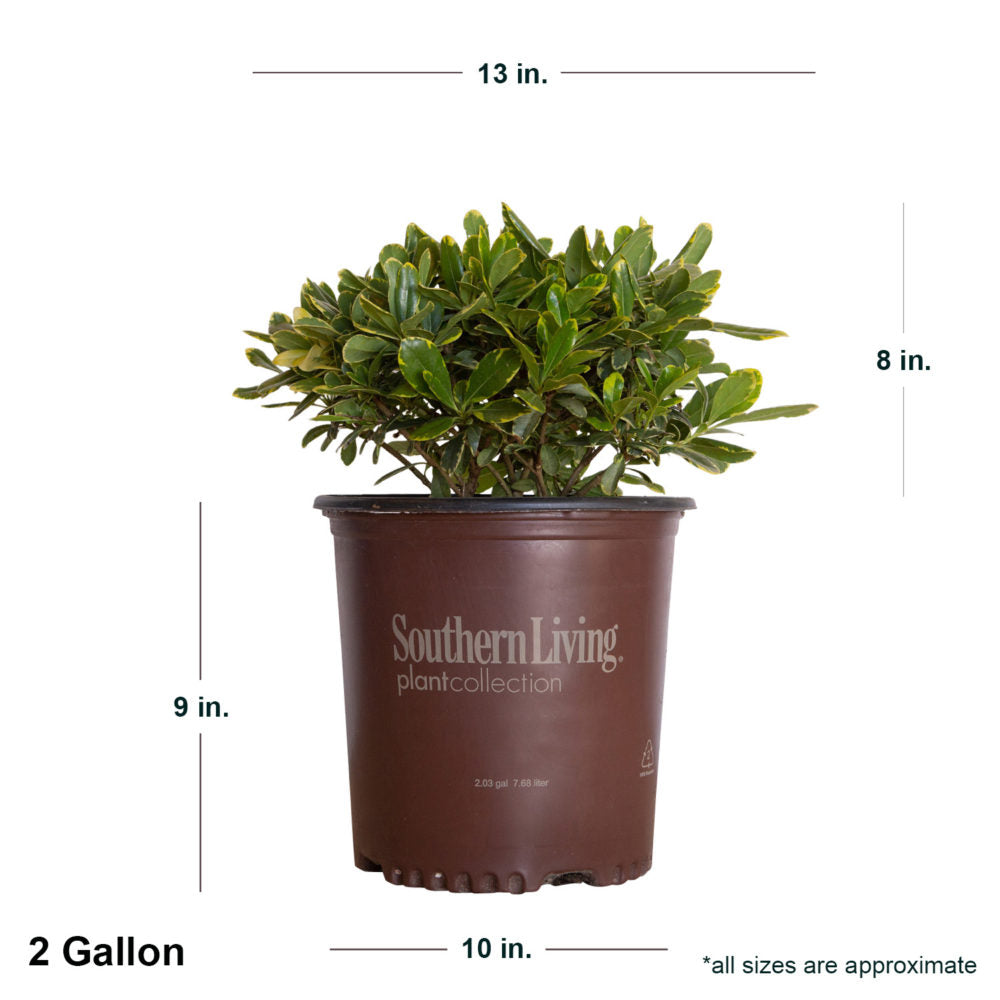 2 Gallon Pittosporum Mojo in brown Southern Living container showing dimensions when shipped. Approx 8 inches tall and 13 inches wide
