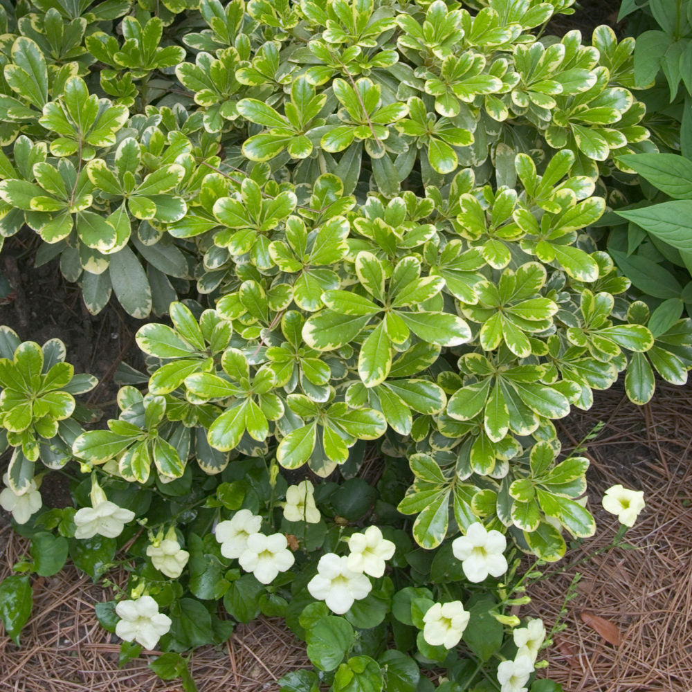 Pittosporum Mojo planted in the landscape. Features green leaves with cream colored edges.