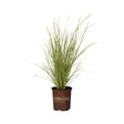 2.5 Quart Plantinum Beauty Lomandra in a Southern Living Plant Collection container on a white background