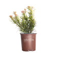 2 Gallon Mood Ring Podocarpus for sale features green foliage with light pink new growth. Plant is in a brown Southern Living Plant Collection nursery pot on a white background