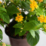 gold southern living lantana annual plant evergreen