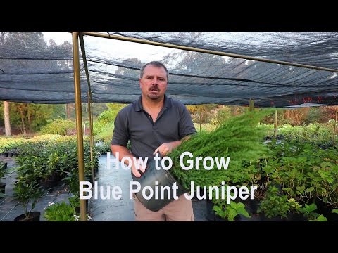 Video about how to grow Blue Point Juniper tree