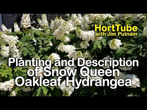 Semmes Beauty Oakleaf Hydrangea