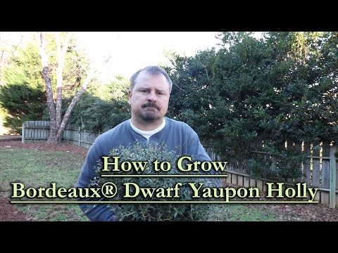 Yaupon Bordeaux Dwarf Holly
