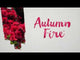 Autumn Fire Encore Azalea