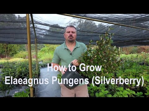 Elaeagnus ebbingei (Ebbinge's Silverberry)